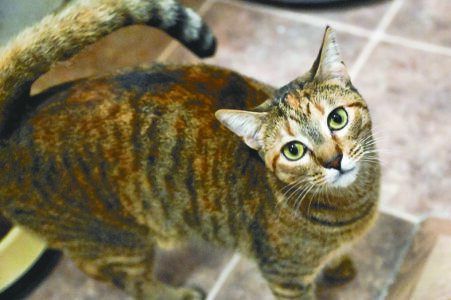 article image - 12.3.CAT